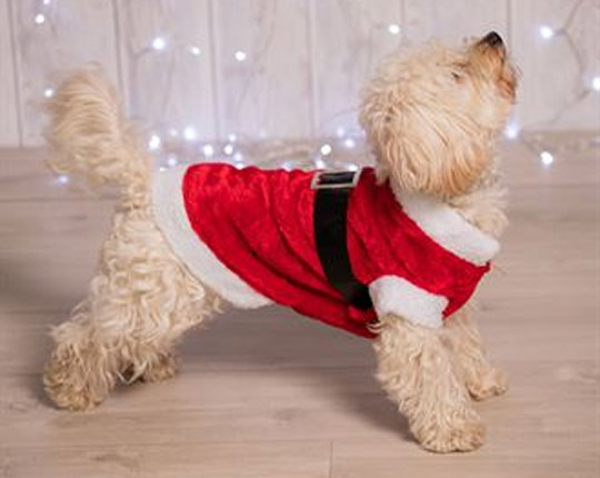 acheter Costume de Père Noël pour chien