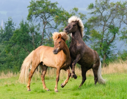 coque Deux chevaux islandais cabrés, jouent ensemble dans le pré