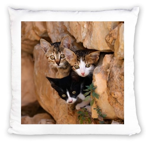 cuscino Three cute kittens in a wall hole 