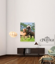 poster Two Icelandic horses playing, rearing and frolic around in a meadow