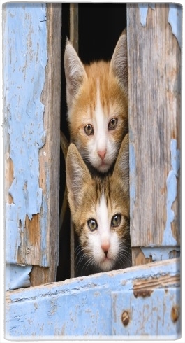 portatile Cute curious kittens in an old window 