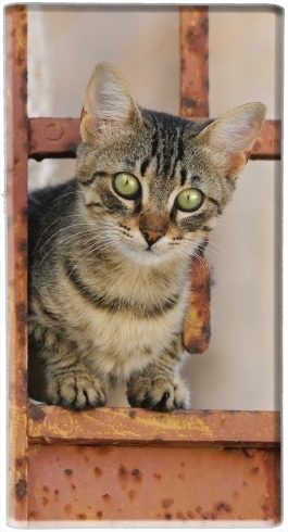 portatile Cute kitten on a rusty iron door  