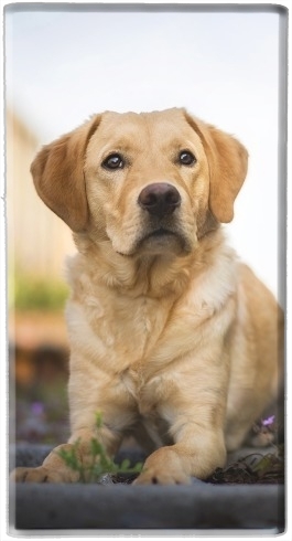 portatile Labrador Dog 