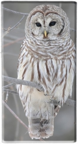 portatile owl bird on a branch 