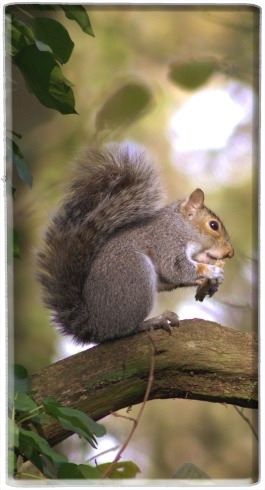 portatile squirrel gentle 