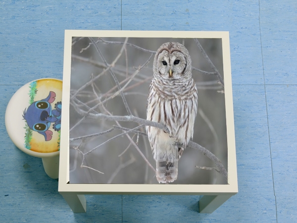 tavolinetto owl bird on a branch 