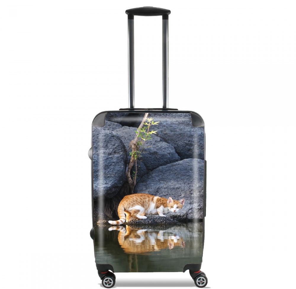 valise Cat Reflection in Pond Water