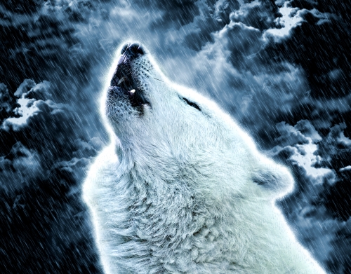 coque A howling wolf in the rain
