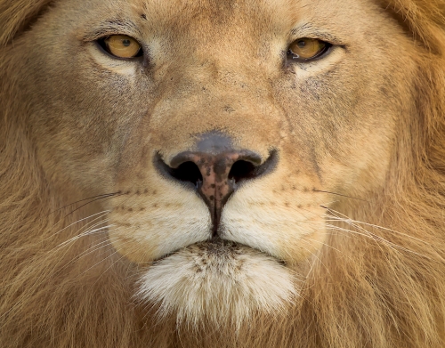 coque Africa Lion
