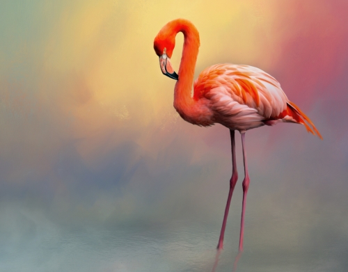coque American flamingo