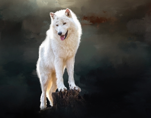coque Arctic wolf