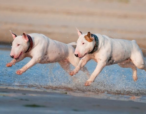 coque bull terrier Dogs