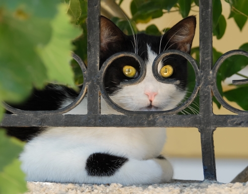 coque chat avec montures de lunettes, elle voit par la clôture en fer forgé