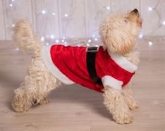 Dogs Santa suit