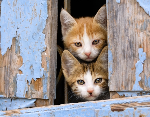 coque Petits chatons mignons à la fenêtre ancienne
