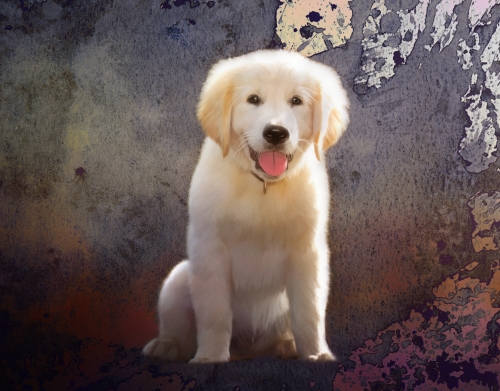 coque Golden Retriever Puppy
