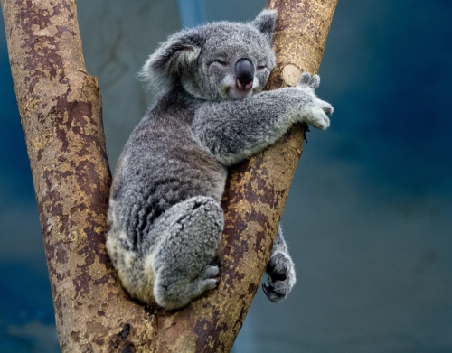 coque Koala Bear Australia