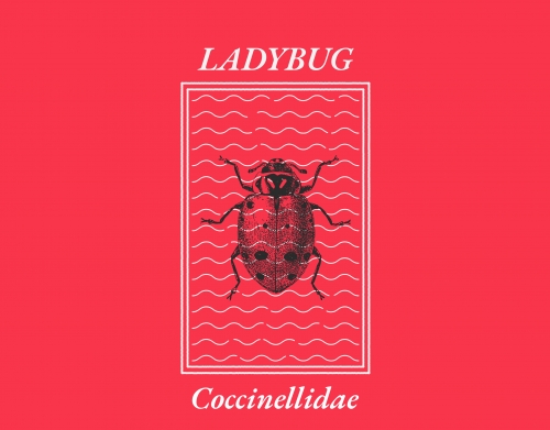 coque Ladybug Coccinellidae