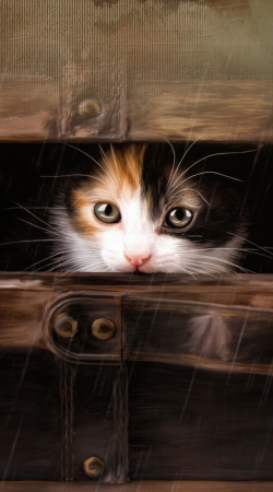 coque Little cute kitten in an old wooden case