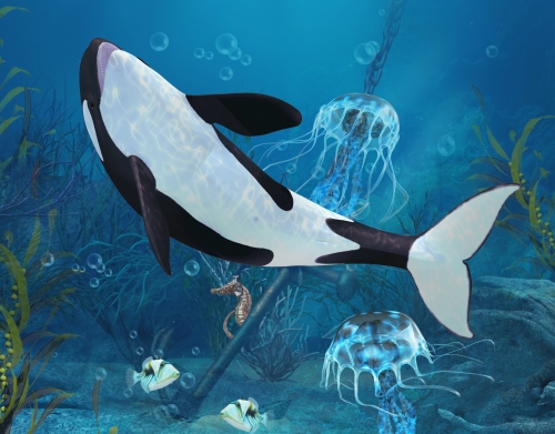 coque Baleine Orca