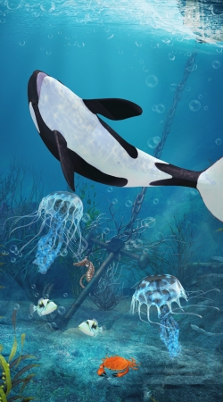 coque Baleine Orca