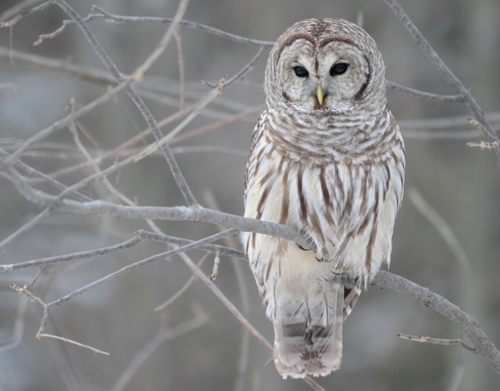 coque owl bird on a branch