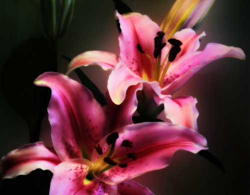 coque Painting Pink Stargazer Lily
