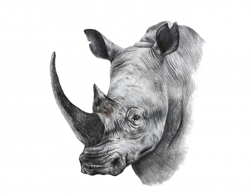 coque Rhino Shield Art