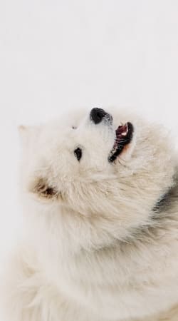 coque samoyede dog