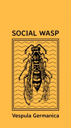 coque Social Wasp Vespula Germanica