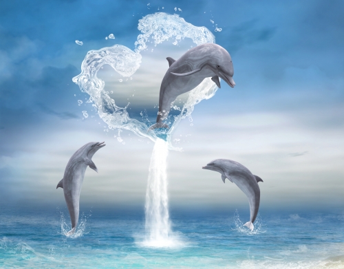 coque The Heart Of The Dolphins