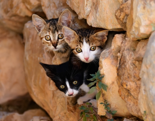 coque Trois petits chatons mignons dans un orifice d'un mur