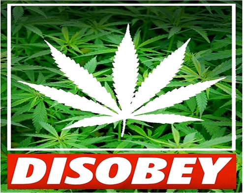 coque Weed Cannabis Disobey