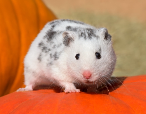 coque Hamster dalmatien blanc tacheté de noir