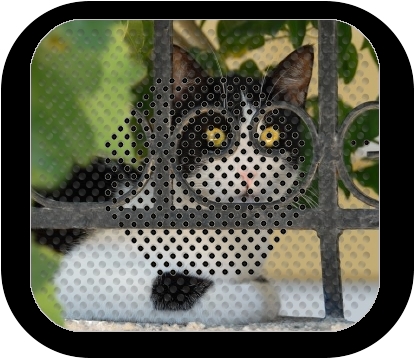 altoparlante Cat with spectacles frame, she looks through a wrought iron fence 