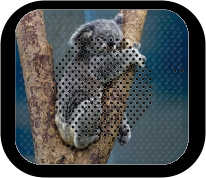 altoparlante Koala Bear Australia 