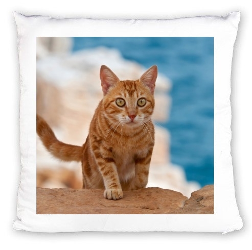 cuscino gattino, red tabby, su una scogliera 