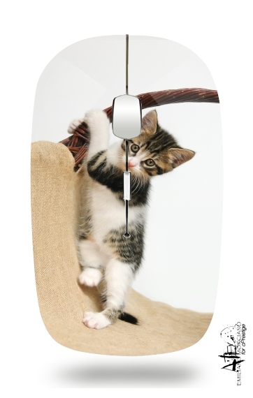 Mouse Bambino gatto, simpatico gattino arrampicata 