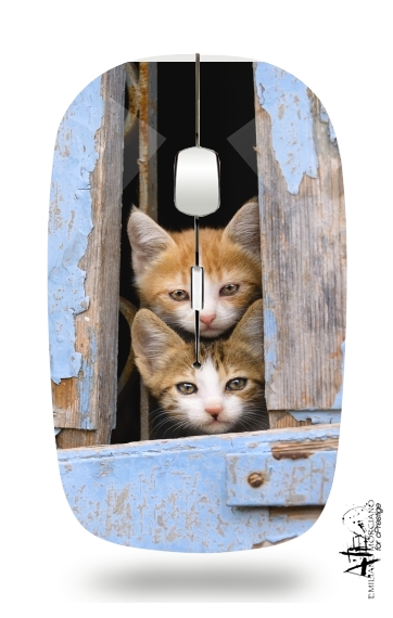Cute curious kittens in an old window