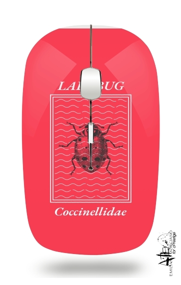 Mouse Ladybug Coccinellidae 