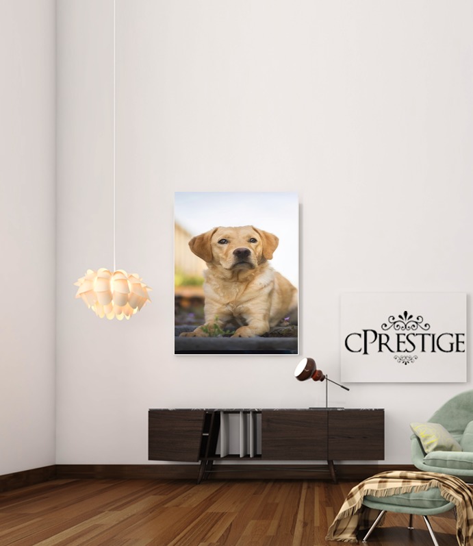 Poster Labrador Dog 