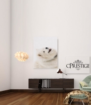 poster samoyede dog