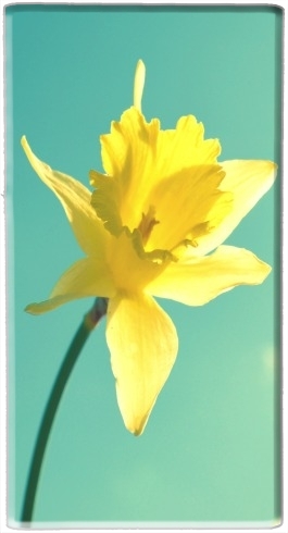 portatile Daffodil 