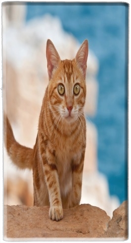 portatile gattino, red tabby, su una scogliera 