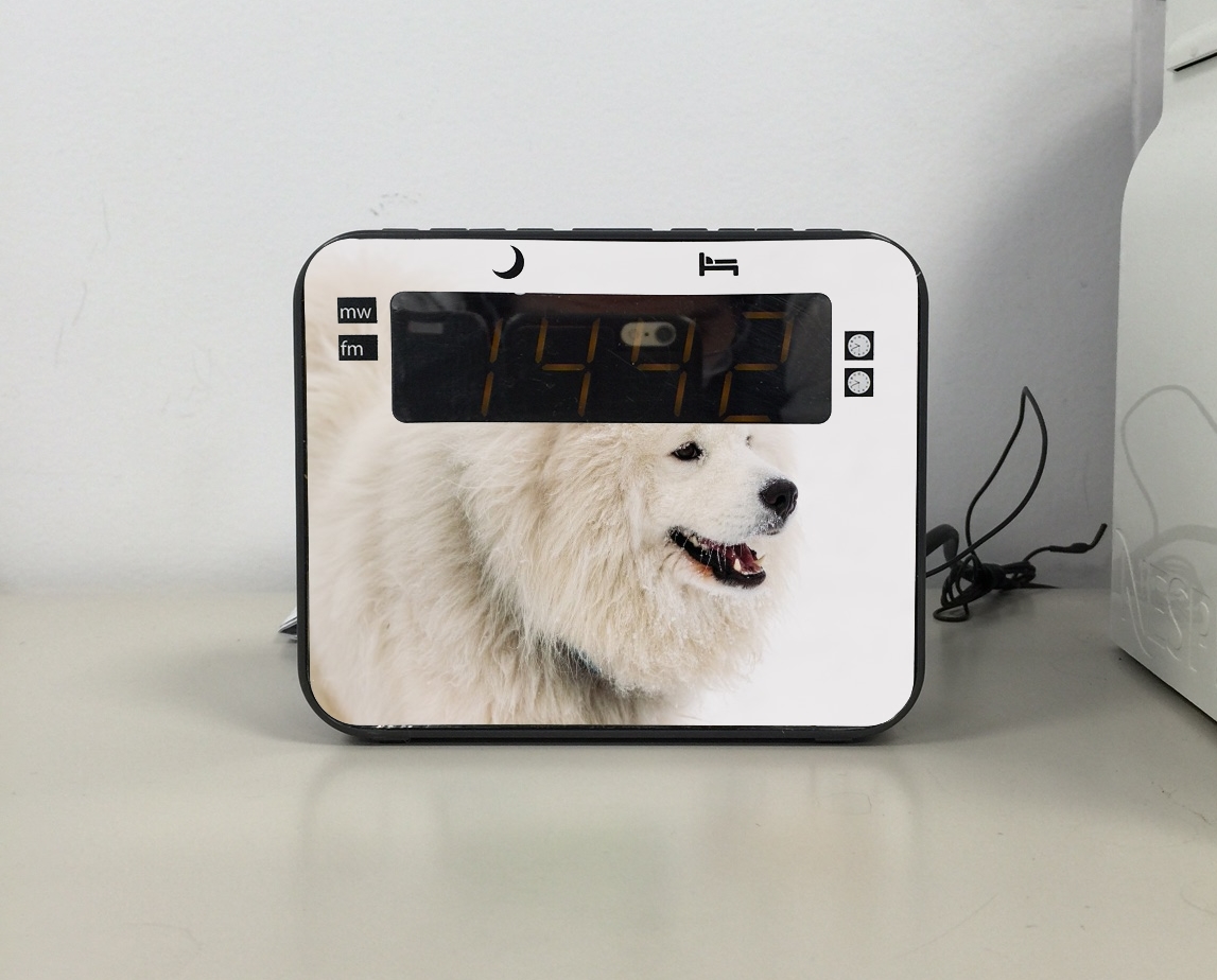 Radio samoyede dog 
