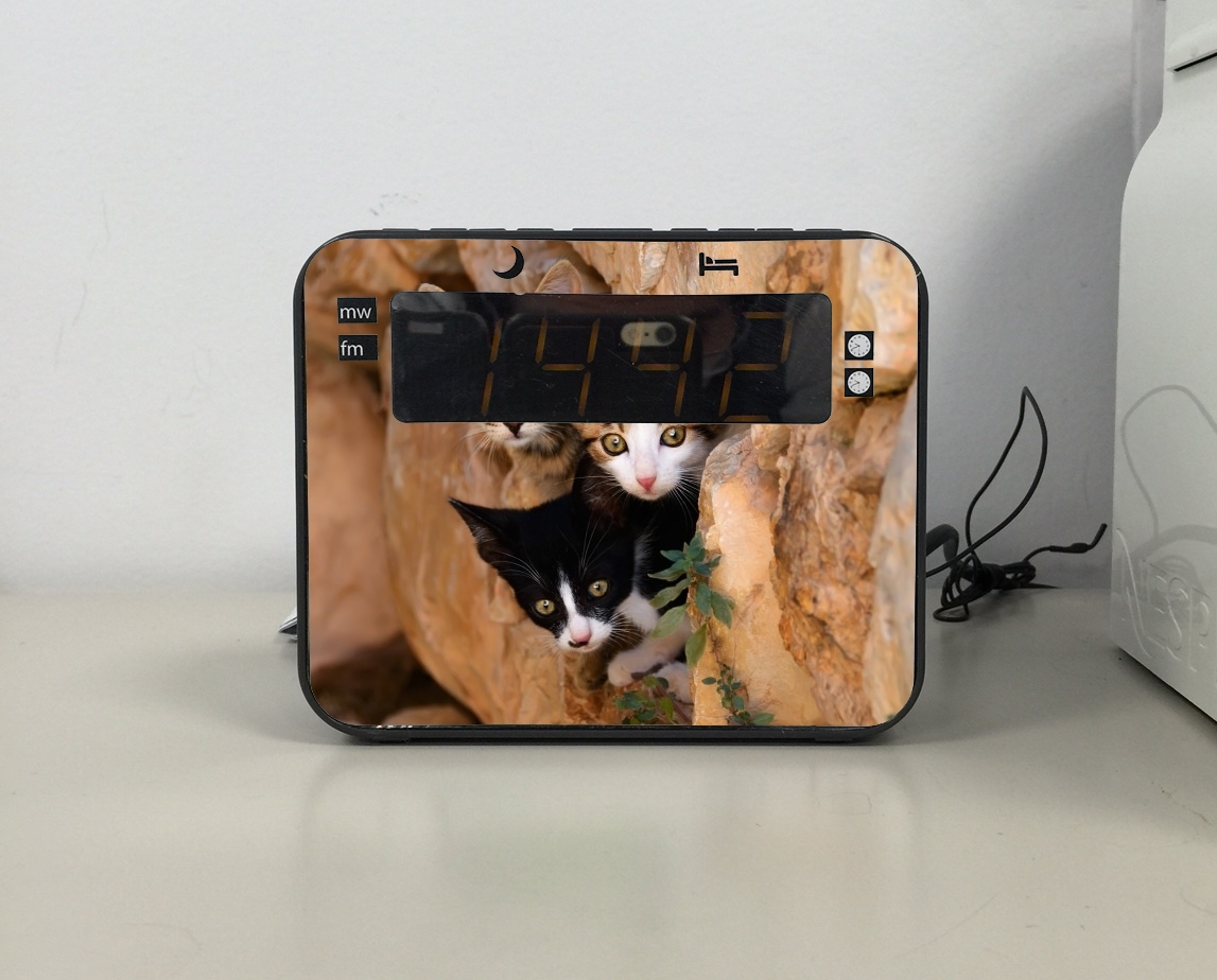 Radio Three cute kittens in a wall hole 