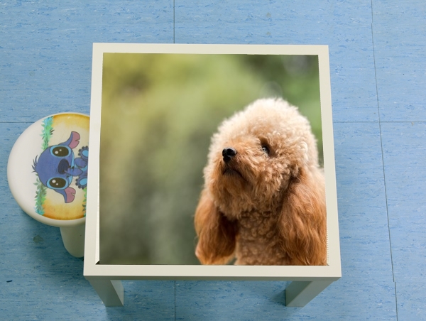 table d'appoint poodle on grassy field
