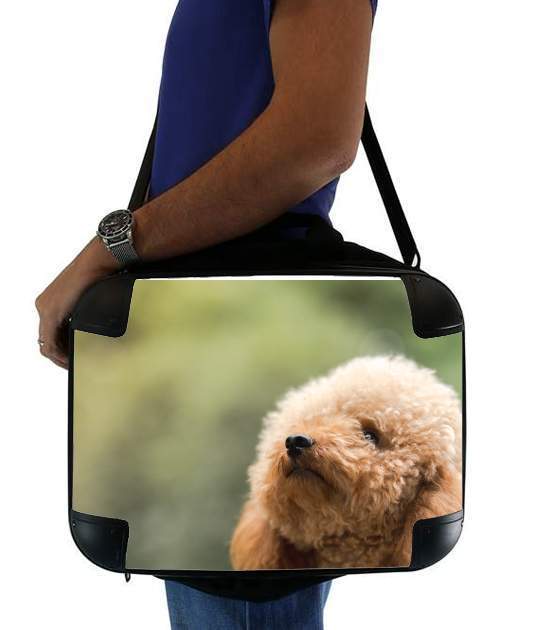 sacoche ordinateur poodle on grassy field
