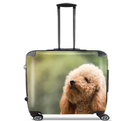 Wheeled poodle on grassy field 