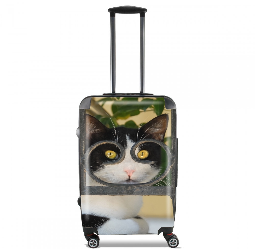 valise Cat with spectacles frame, she looks through a wrought iron fence